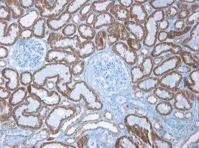 Immunohistochemistry-Paraffin: Cadherin-6/KCAD Antibody (2B6) [NBP1-97689] - Section of human kidney.