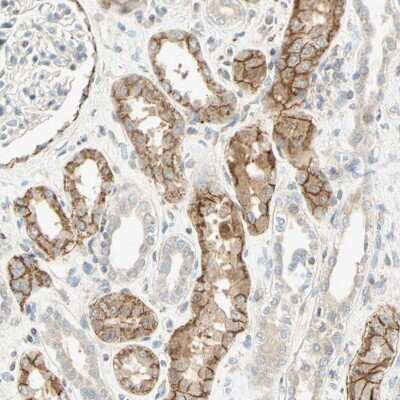 Immunohistochemistry-Paraffin: Cadherin-6/KCAD Antibody [NBP1-87588] - Staining of human kidney shows high expression.