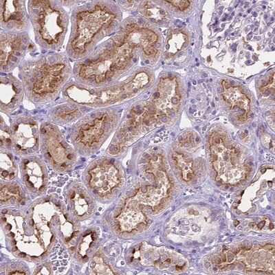 Immunohistochemistry Cadherin-7 Antibody - BSA Free