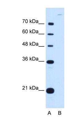 Western Blot Cadherin-7 Antibody - BSA Free