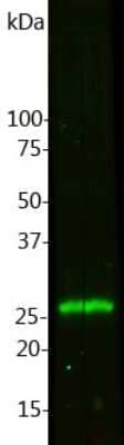 Western Blot: Calbindin D-28K Antibody (4H7) [NBP2-50048] - Analysis of cow cerebellum lysate were probed with NBP2-50048. NBP2-50048 binds strongly and specifically to Calbindin at 28 kDa.