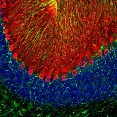 Immunohistochemistry Free-Floating: Calbindin D-28K Antibody (5A9) [NBP2-50050] - Analysis of rat brain cerebellum section stained with mouse mAb to Calbindin D-28K, dilution 1:2,000 (Red), and costained with rabbit GFAP pAb, dilution 1:5,000 (Green). DAPI staining of nuclear DNA (Blue). Following transcardial perfusion with 4% paraformaldehyde, brain was post fixed for 24hrs, cut to 45uM, and free-floating sections were stained with the above antibodies. The  Calbindin D-28K antibody prominently labels the dendrites and perikarya of Purkinje cells in the molecular layer of the cerebellum. The GFAP antibody stains the processes of Bergmann glia in the molecular layer and astroglia in the granular and white matter layers of cerebellum.