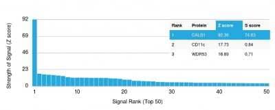 Protein Array: Calbindin D-28K Antibody (CALB1/2782) [NBP3-08954] - Analysis of Protein Array containing more than 19,000 full-length human proteins using Calbindin D-28K Mouse Monoclonal Antibody (CALB1/2782).