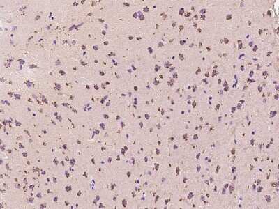 Immunohistochemistry-Paraffin: Calcineurin B Antibody [NBP2-99441] - Immunochemical staining Calcineurin B in mouse brain with rabbit polyclonal antibody at 1:200 dilution, formalin-fixed paraffin embedded sections.