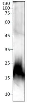 Western Blot: Calcitonin Antibody [NBP3-12261] - Western Blot of Calcitonin with mouse stomach. Antibody NBP3-12261, diluted 1:250 in DiluObuffer