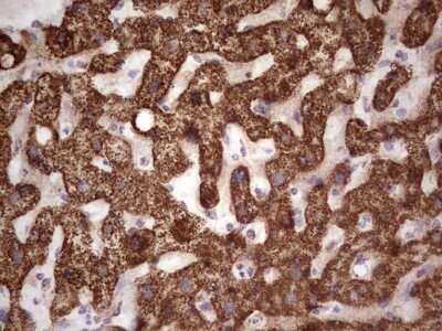 Immunohistochemistry: Calcium Activated Nucleotidase 1/CANT1 Antibody (OTI7F8) - Azide and BSA Free [NBP2-72378] - Analysis of Human liver tissue. (Heat-induced epitope retrieval by 1 mM EDTA in 10mM Tris, pH8.5, 120C for 3min)