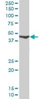 Western Blot: Calcium Activated Nucleotidase 1/CANT1 Antibody [H00124583-D01P] - Analysis of CANT1 expression in human liver.