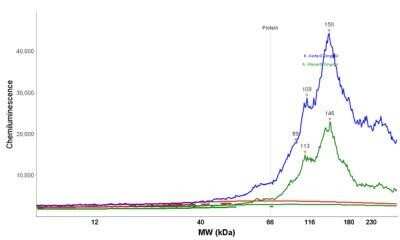 Simple Western: Caldesmon/CALD1 Antibody (h-CALD) - Azide and BSA Free [NBP2-47816] - Electropherogram image of the corresponding Simple Western lane. Caldesmon/CALD1 antibody was used at 10 ug/ml dilution of h. Aorta and h. Uterus lysates(s) respectively.