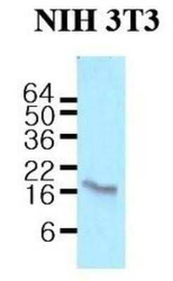 Western Blot: Calmodulin Antibody (J4D8) [NBP1-04268] - Cell lysates of NIH3T3 (50ug) were resolved by SDS-PAGE, transferred to NC membrane and probed with anti-human Calmodulin (1:500). Proteins were visualized using a goat anti-mouse secondary antibody conjugated to HRP and an ECL detection system