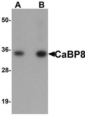 Western Blot Calneuron 1 Antibody - BSA Free