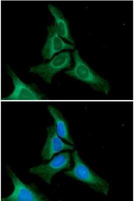 Immunocytochemistry/Immunofluorescence: Calnexin Antibody (18B9) [NBP2-60249] - Staining in HeLa cells. The secondary antibody (green) was Alexa Fluor 488. DAPI was stained the cell nucleus (blue).