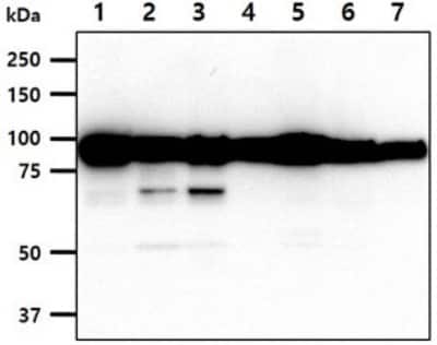 Western Blot: Calnexin Antibody (18B9) [NBP2-60249] - The cell lysates (40ug) were resolved by SDS-PAGE, transferred to PVDF membrane and probed with anti-human Calnexin antibody (1:1000). Proteins were visualized using a goat anti-mouse secondary antibody conjugated to HRP and an ECL detection system.Lane 1.: HeLa cell lysateLane 2.: MCF7 cell lysate Lane 3.: A431 cell lysate Lane 4.: A549 cell lysateLane 5.: 293T cell lysateLane 6.: HepG2 cell lysateLane 7.: Jurkat cell lysate