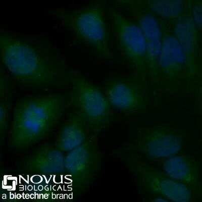 Immunocytochemistry/Immunofluorescence: Calnexin Antibody (1C2.2D11) [FITC] [NBP2-36570F] - HeLa cells were fixed for 10 minutes using 10% formalin and then permeabilized for 5 minutes using 1X PBS + 0.05% Triton-X100.  The cells were incubated with anti-Calnexin (1C2.2D11) conjugated to FITC [NBP2-36570F] at 10ug/ml for 1 hour at room temperature.  Nuclei were counterstained with DAPI (Blue).  Cells were imaged using a 40X objective.