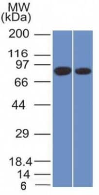 Western Blot: Calnexin Antibody (CANX/1543) - Azide and BSA Free [NBP2-79835] - Western Blot of Analysis of PANC1 and MCF-7 cell lysate using Calnexin Antibody (CANX/1543).