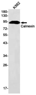 Western Blot: Calnexin Antibody (S07-2B1) [NBP3-19587] - Western blot detection of Calnexin in K562 cell lysates using NBP3-19587 (1:1000 diluted). Predicted band size: 68kDa. Observed band size: 90kDa.