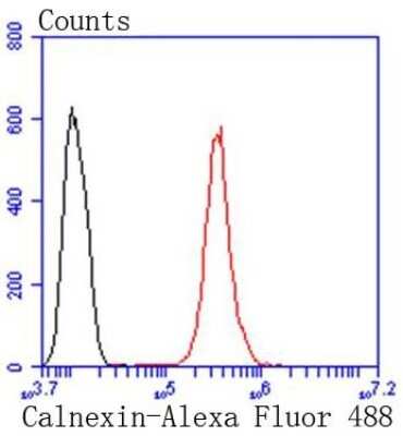 Flow Cytometry: Calnexin Antibody (SN20-54) [NBP2-67721] - Flow cytometric analysis of Calnexin was done on Hela cells. The cells were fixed, permeabilized and stained with the primary antibody (1/50) (red). After incubation of the primary antibody at room temperature for an hour, the cells were stained with a Alexa Fluor 488-conjugated Goat anti-Rabbit IgG Secondary antibody at 1/1000 dilution for 30 minutes. Unlabeled sample was used as a control (cells without incubation with primary antibody; black).