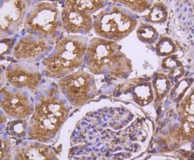 Immunohistochemistry-Paraffin: Calnexin Antibody (SN20-54) [NBP2-67721] - Analysis of paraffin-embedded human kidney tissue using anti-Calnexin antibody. Counter stained with hematoxylin.