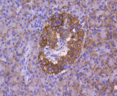 Immunohistochemistry-Paraffin: Calnexin Antibody (SN20-54) [NBP2-67721] - Analysis of paraffin-embedded human pancreas tissue using anti-Calnexin antibody. Counter stained with hematoxylin.