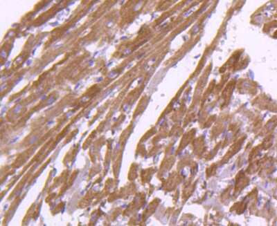 Immunohistochemistry-Paraffin: Calnexin Antibody (SN20-54) [NBP2-67721] - Analysis of paraffin-embedded rat heart tissue using anti-Calnexin antibody. Counter stained with hematoxylin.