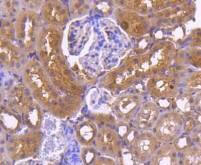 Immunohistochemistry-Paraffin: Calnexin Antibody (SN20-54) [NBP2-67721] - Analysis of paraffin-embedded rat kidney tissue using anti-Calnexin antibody. Counter stained with hematoxylin.