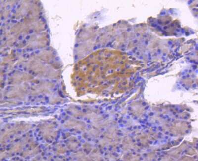 Immunohistochemistry-Paraffin: Calnexin Antibody (SN20-54) [NBP2-67721] - Analysis of paraffin-embedded rat pancreas tissue using anti-Calnexin antibody. Counter stained with hematoxylin.