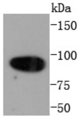 Western Blot: Calnexin Antibody (SN20-54) [NBP2-67721] - Analysis of Calnexin on Hela cells lysates using anti-Calnexin antibody at 1/1,000 dilution.