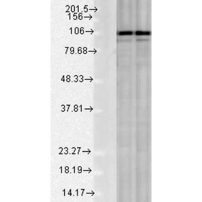 Western Blot: Calnexin Antibody [NBP2-12724] - Western blot analysis of Rat Tissue lysates showing detection of Calnexin protein using Rabbit Anti-Calnexin Polyclonal Antibody (NBP2-12724). Load: 15 ugprotein. Block: 1.5% BSA. Primary Antibody: Rabbit Anti-Calnexin Polyclonal Antibody (NBP2-12724) at 1:1000 for 2 hours at RT. Secondary Antibody: Donkey Anti-Rabbit IgG: HRP for 1 hour at RT.