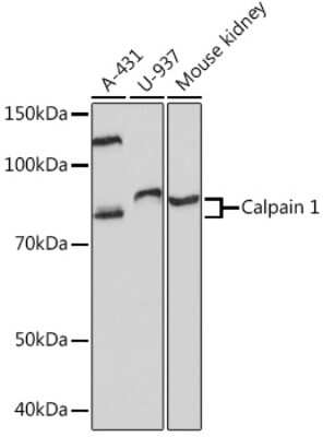 Western Blot: Calpain 1 Antibody (10E6O5) [NBP3-16687] - Analysis of extracts of various cell lines, using Calpain 1 Rabbit mAb (NBP3-16687) at 1:1000 dilution. Secondary antibody: HRP Goat Anti-Rabbit IgG (H+L) at 1:10000 dilution. Lysates/proteins: 25ug per lane. Blocking buffer: 3% nonfat dry milk in TBST. Detection: ECL Basic Kit. Exposure time: 3min.