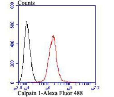 Flow Cytometry: Calpain 1 Antibody (2A1) [NBP2-76952] - Flow cytometric analysis of A431 cells with Calpain 1 antibody at 1/100 dilution (red) compared with an unlabelled control (cells without incubation with primary antibody; black). Alexa Fluor 488-conjugated goat anti-mouse IgG was used as the secondary antibody.