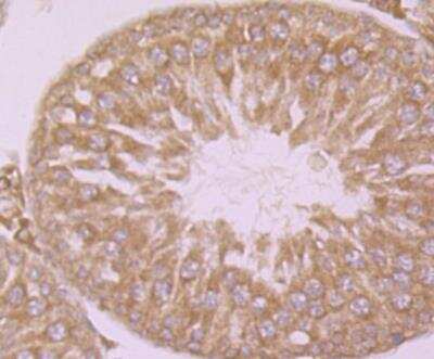 Immunohistochemistry: Calpain 1 Antibody (2A1) [NBP2-76952] - Immunohistochemical analysis of paraffin-embedded rat testis tissue using anti-Calpain 1 antibody. Counter stained with hematoxylin.