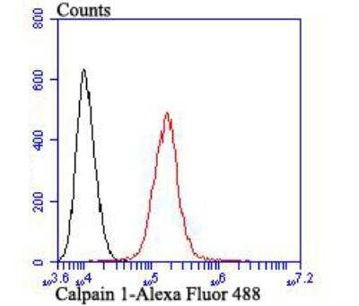 Flow Cytometry: Calpain 1 Antibody (2A2) [NBP2-76963] - Flow cytometric analysis of A431 cells with Calpain 1 antibody at 1/100 dilution (red) compared with an unlabelled control (cells without incubation with primary antibody; black). Alexa Fluor 488-conjugated goat anti-mouse IgG was used as the secondary antibody.