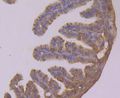 Immunohistochemistry: Calpain 1 Antibody (2A2) [NBP2-76963] - Immunohistochemical analysis of paraffin-embedded mouse fallopian tubes tissue using anti-Calpain 1 antibody. Counter stained with hematoxylin.