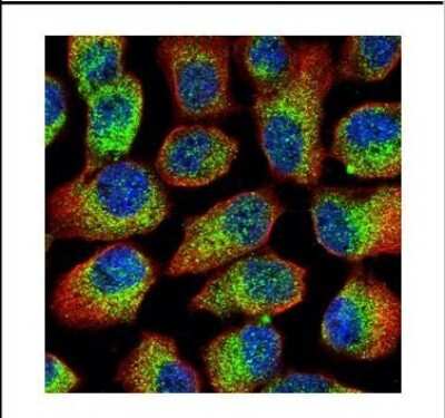 Immunocytochemistry/Immunofluorescence: Calpain 1 Antibody [NBP2-15670] - Confocal immunofluorescence analysis of methanol-fixed A431, using Calpain 1 antibody (Green) at 1:500 dilution. Alpha-tubulin filaments are labeled with Alpha-tubulin antibody (Red) at 1:2000.