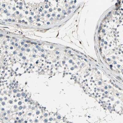 Immunohistochemistry-Paraffin: Calpain 1 Antibody [NBP1-88205] - Staining of human testis shows low expression as expected.