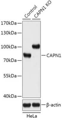 Western Blot: Calpain 1 Antibody [NBP3-03565] - Analysis of extracts from normal (control) and CAPN1 knockout (KO) HeLa cells, using Calpain 1 antibody at 1:1000 dilution. Secondary antibody: HRP Goat Anti-Rabbit IgG (H+L) at 1:10000 dilution. Lysates/proteins: 25ug per lane. Blocking buffer: 3% nonfat dry milk in TBST.