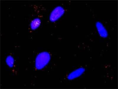 Proximity Ligation Assay: Calpain 1 Antibody [H00000823-D01P] - Analysis of protein-protein interactions between CAPN1 and F2R. HeLa cells were stained with anti-CAPN1 rabbit purified polyclonal 1:1200 and anti-F2R mouse monoclonal antibody 1:50. Each red dot represents the detection of protein-protein interaction complex, and nuclei were counterstained with DAPI (blue).