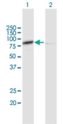 Western Blot: Calpain 1 Antibody [H00000823-B01P] - Analysis of CAPN1 expression in transfected 293T cell line by CAPN1 polyclonal antibody.  Lane 1: CAPN1 transfected lysate(78.54 KDa). Lane 2: Non-transfected lysate.