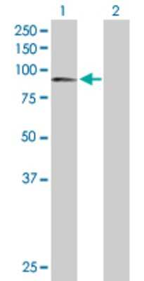 Western Blot: Calpain 1 Antibody [H00000823-D01P] - Analysis of CAPN1 expression in transfected 293T cell line by CAPN1 polyclonal antibody.Lane 1: CAPN1 transfected lysate(81.90 KDa).Lane 2: Non-transfected lysate.