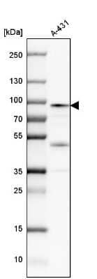<b>Orthogonal Strategies Validation. </b>Western Blot: Calpain 1 Antibody [NBP1-88205] - Analysis in human cell line A-431.