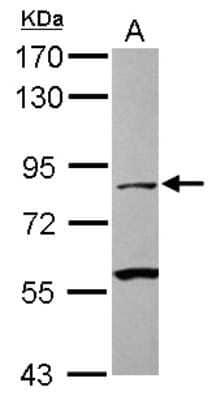 Western Blot Calpain 1 Antibody - BSA Free