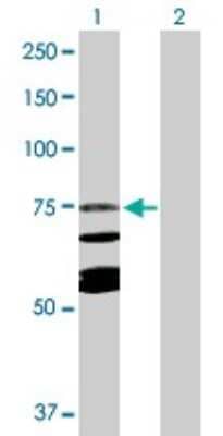 Western Blot Calpain 10 Antibody