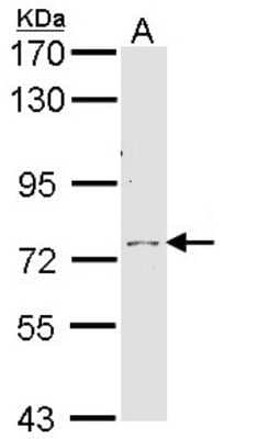 Western Blot: Calpain 10 Antibody [NBP1-33732] - Sample (30 ug of whole cell lysate) A: H1299 7. 5% SDS PAGE; antibody diluted at 1:1000.