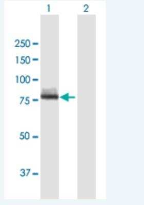 Western Blot Calpain 12 Antibody - Azide and BSA Free