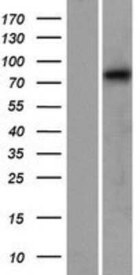 Western Blot Calpain 12 Overexpression Lysate