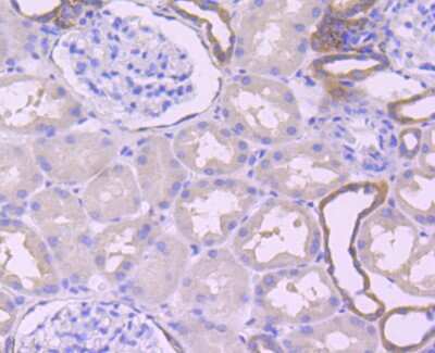 Immunohistochemistry-Paraffin: Calpain 2 Antibody (JA43-41) [NBP2-67202] - Analysis of paraffin-embedded human kidney tissue using anti-Calpain 2 antibody. Counter stained with hematoxylin.