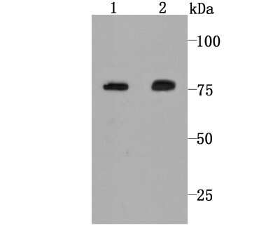 Western Blot: Calpain 2 Antibody (JA43-41) [NBP2-67202] - Analysis of Calpain 2 on Hela cell (1) and rat skin tissue (2) lysate using anti-Calpain 2 antibody at 1/1,000 dilution.
