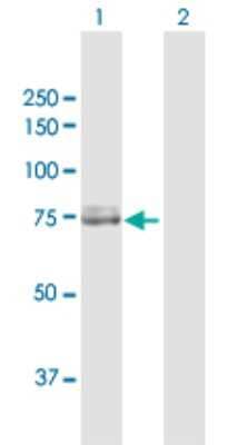 Western Blot: Calpain 2 Antibody [H00000824-D01P] - Analysis of CAPN2 expression in transfected 293T cell line by CAPN2 polyclonal antibody.Lane 1: CAPN2 transfected lysate(80.00 KDa).Lane 2: Non-transfected lysate.