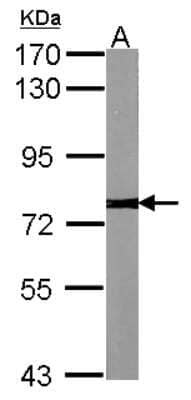 Western Blot: Calpain 2 Antibody [NBP2-15675] - Sample (30 ug of whole cell lysate) A:NIH-3T3 7. 5% SDS PAGE gel, diluted at 1:1000.