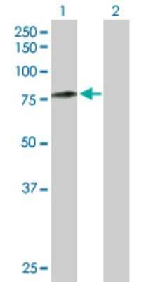 Western Blot: Calpain 5 Antibody [H00000726-D01P] - Analysis of CAPN5 expression in transfected 293T cell line by CAPN5 polyclonal antibody.Lane 1: CAPN5 transfected lysate(73.20 KDa).Lane 2: Non-transfected lysate.