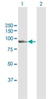 Western Blot: Calpain 7 Antibody [H00023473-D01P] - Analysis of CAPN7 expression in transfected 293T cell line by CAPN7 polyclonal antibody.Lane 1: CAPN7 transfected lysate(92.70 KDa).Lane 2: Non-transfected lysate.